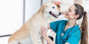 cane con veterinaria