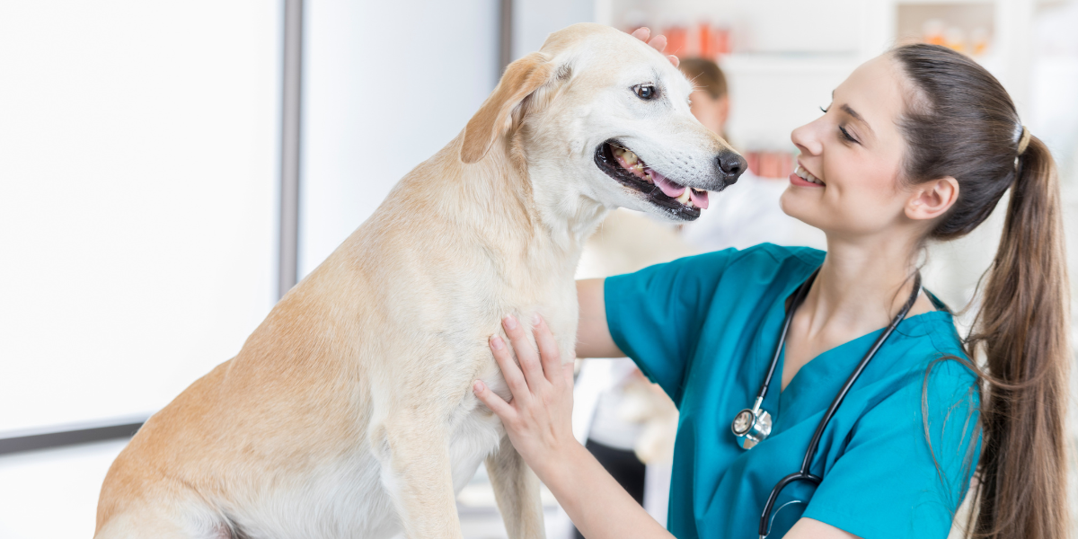 Combattere l'epilessia del cane grazie al potassio bromuro Farmacia